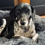 Mischling Roberta, 01/2017, ca. 43 cm, 61350 Bad Homburg