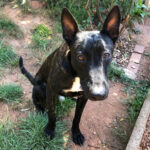 Podenco Malinois Mischling Roro, 05/2021, 50 cm, 61191 Rosbach vor der Höhe