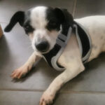 Bodeguero Sadie, 04/2021, ca. 30 cm, 69257 Wiesenbach