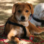 Mischling Sammy, 03/2022, ca. 50 cm, 01587 Riesa