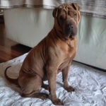 Shar Pei Sharpy, 08/2017, 45 cm, 53229 Bonn