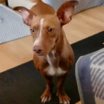 Podenco Maneto Siberia, 02/2020, ca. 35 cm, 41540 Dormagen