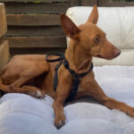 Podenco Siri, ca. 05/2020, ca. 45 cm, 13587 Berlin