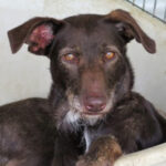 Mischling Sugar, 06/2020, ca. 60 cm