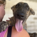 Mischling Sully, 03/2022, Endgröße ca. 50-60 cm