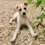 Bodeguero Tinka, 03/2022, ca. 40 cm, 99474 Vilshofen