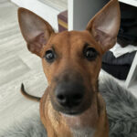 Podenco Pinscher Mischling Trixie, 04/2021, 45 cm, 15859 Storkow