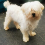 Malteser Zoe, 12/2018, ca. 25 cm, 69257 Wiesenbach