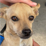 Mischling Chispa, 01/2019, ca. 35 cm