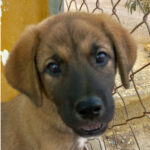 Mischling Thor, 05/2022, Endgröße ca. 50 cm