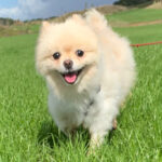 Pomeranian Chico, 07/2019, ca. 35 cm