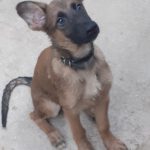 Malinois Mischling Paula, 05/2022, 55cm