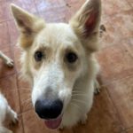 Schweizer Schäferhund Mischling Anuska, 12/2017, 60 cm