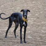 Galgo Ariel,02/2022, 60 cm, 29690 Essel