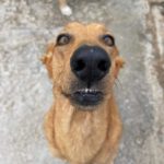 Mischling Audrey, 06/2017, ca. 50-55 cm