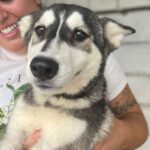 Husky Bandit, 03/2022, Endgröße 50-60 cm