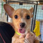 Mischling Bella, 12/2021, 30 cm