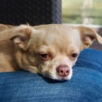 Chihuahua Bobby, 02/2018, 25 cm, 21224 Rosengarten