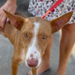 Podenco Evan, 08/2020, 45 cm