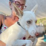 Podenco Fergus, 08/2020, 45 cm