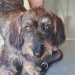 Rauhhaardackel Hagar, 06/2021, 30 cm, 61191 Rosbach vor der Höhe