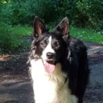 Border Collie Mailo, 01/2016, 60 cm, 23824 Damsdorf