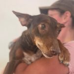 Podenco Milagros, 07/2014, 55 cm