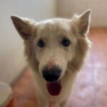 Schweizer Schäferhund Mischling Murka, 12/2017, 60 cm