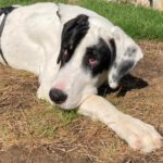 Mastin Nanni, 03/2022, 70 cm, 53359 Rheinbach