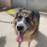 Mischling Negra, 11/2009, 52 cm