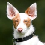 Podenco Olivia, 12/2021, 50 cm, 21031 Hamburg