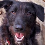 Schnauzermischling Prue, 04/2022, ca. 50 cm, 38312 Dorstadt