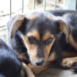 Mischling Riana, 11/2021, 35 cm