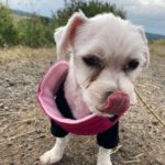 Malteser Ronier, 06/2019, 25 cm, 36396 Steinau