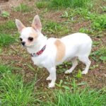 Chihuahua Techi, 11/2018, 30 cm, 76448 Durmesheim