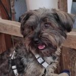 Yorkshireterriermischling Wapi, 09/21, 30 cm, 36124 Eichenzell