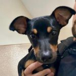 Pinscher Manolito, 02/2022, 45 cm, 24103 Kiel