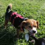 Beaglemischling Natascha, 09/2016, 30 cm, 18069 Rostock