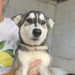 Husky Nebula, 03/2022, Endgröße 50-60 cm