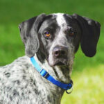 Labrador Braque Francais Mischling Ahoy, ca. 09/2021, ca. 48 cm, 24635 Daldorf