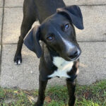 Galgo Mischling Alma, 02/2022, Endgröße ca. 50 cm, 81739 München