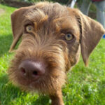 Mischling Americano, 05/2022, Endgröße ca. 45-55 cm, 31228 Peine