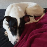 Bodeguero Mischling Barry, 03/2021, 55 cm, 04275 Leipzig