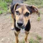 Bodeguero Pinscher Mischling Benny, 03/2022, Endgröße ca. 45 cm, 94474 Vilshofen