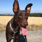 Podenco Mischling Bingo, 06/2018, ca. 38 cm, 53501 Gelsdorf