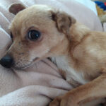 Zwergpinscher Bley, 06/2016, 23 cm, 85296 Rohrbach