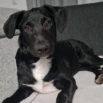 Mischling Bob, 05/2022, Endgröße ca. 40-50cm, 94036 Passau