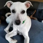 Bodeguero Brina, 03/2022, ca. 40 cm, 99474 Vilshofen