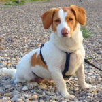 Beagle Mischling Chimbita, 04/2020, 40 cm, 42659 Solingen