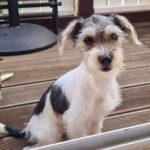 Malteser Parson Russel Mischling Concha, 05/2022, Endgrösse ca. 35 cm, 61350 Bad Homburg